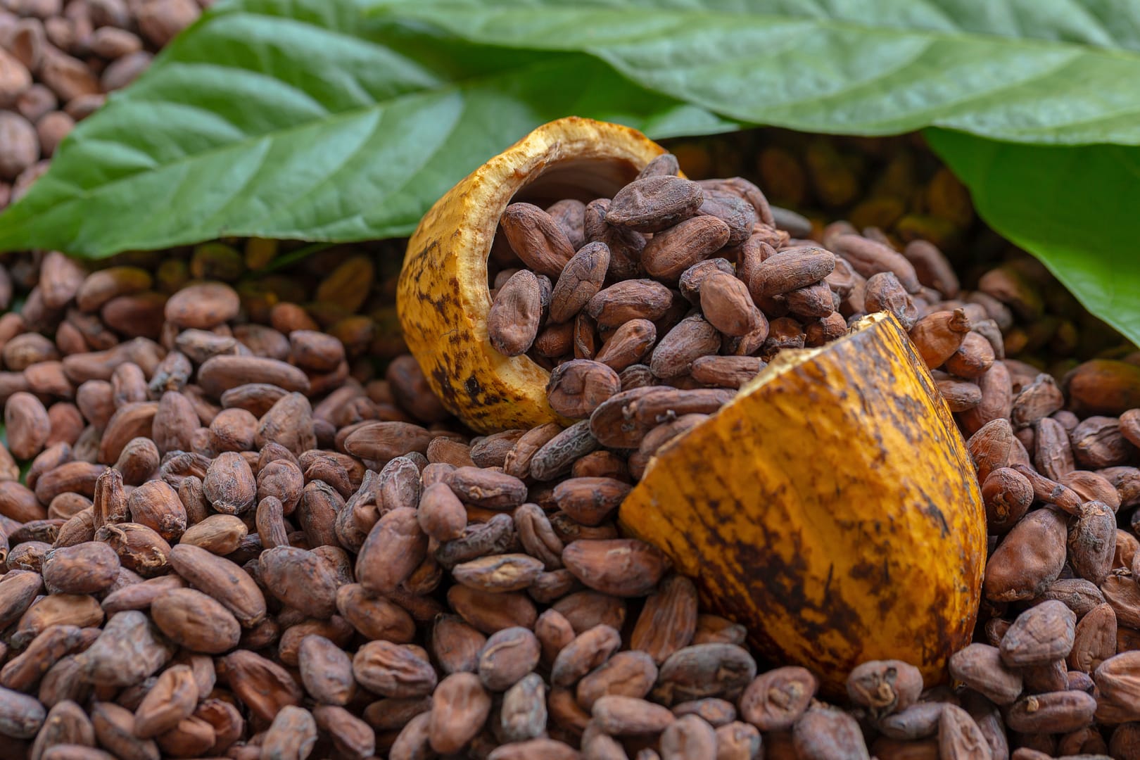 taller-de-café-y-cacao-en-minca